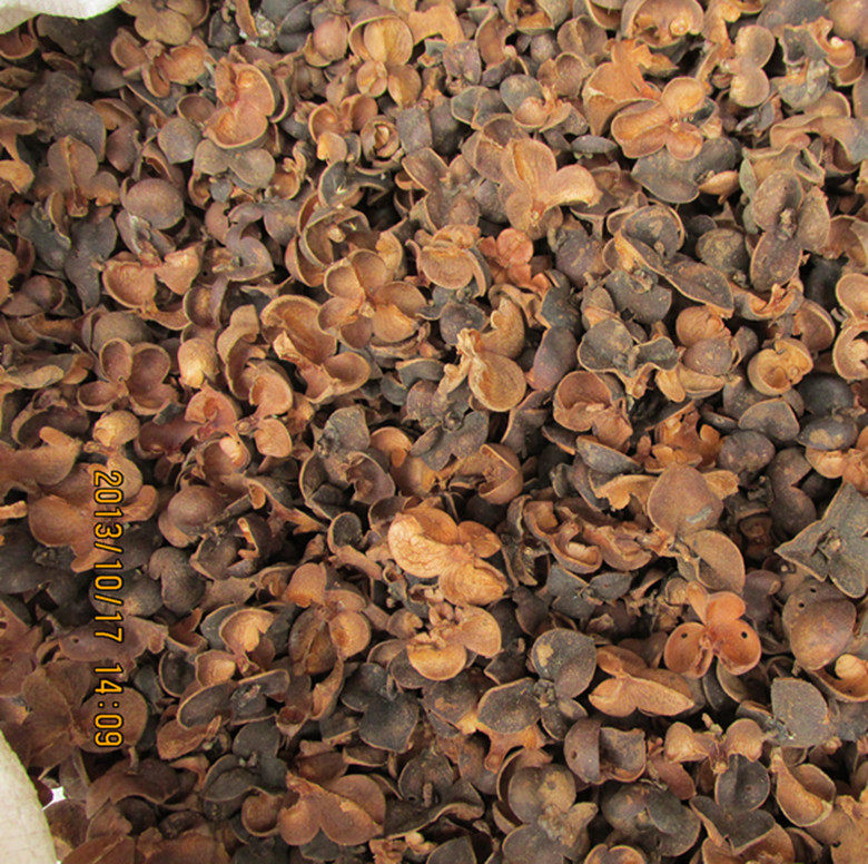 【益辉茶行】广西黑茶 2003年梧州六堡茶 农家茶果 茶仔壳 50克