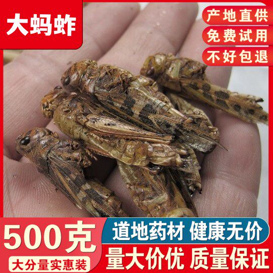 野生蚂蚱干货烘干蚂蚱粉中药材蝗虫干蚱蜢干鸟食