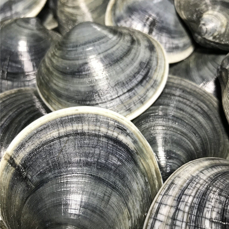 大连庄河海鲜特产 鲜活蛤叉嘎叉蓝面镜蛤鲜口贝类蚬子