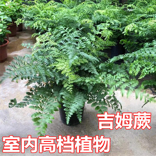 吉姆蕨澳洲宝石蕨绿植盆栽波士顿蕨霸王蕨常青阳台办公室净化空气