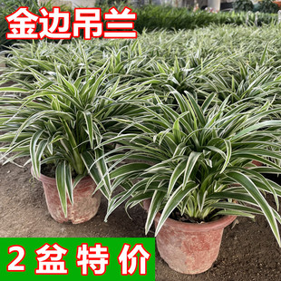 常青花卉盆景 金边吊兰盆栽办公室绿植室内植物净化空气吸甲醛四季