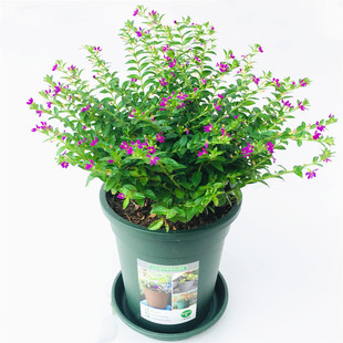 满天星盆栽花卉室内绿植办公室桌面紫色花卉观花常开花绿化带植物