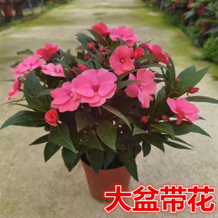 凤仙花盆栽苗带花苞指甲花好养植物易养植物阳台庭院花卉