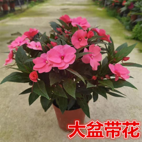 凤仙花盆栽带花苞好养庭院花卉