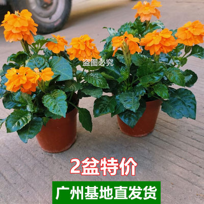 鸟尾花盆栽带花苞阳台庭院绿植物