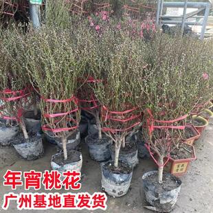 年宵花卉桃花带花苞大盆年花客厅大厅前台春节桃花盆栽室内绿植物