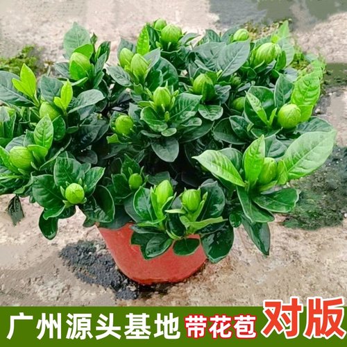 栀子花盆栽带花苞大花重瓣浓香型