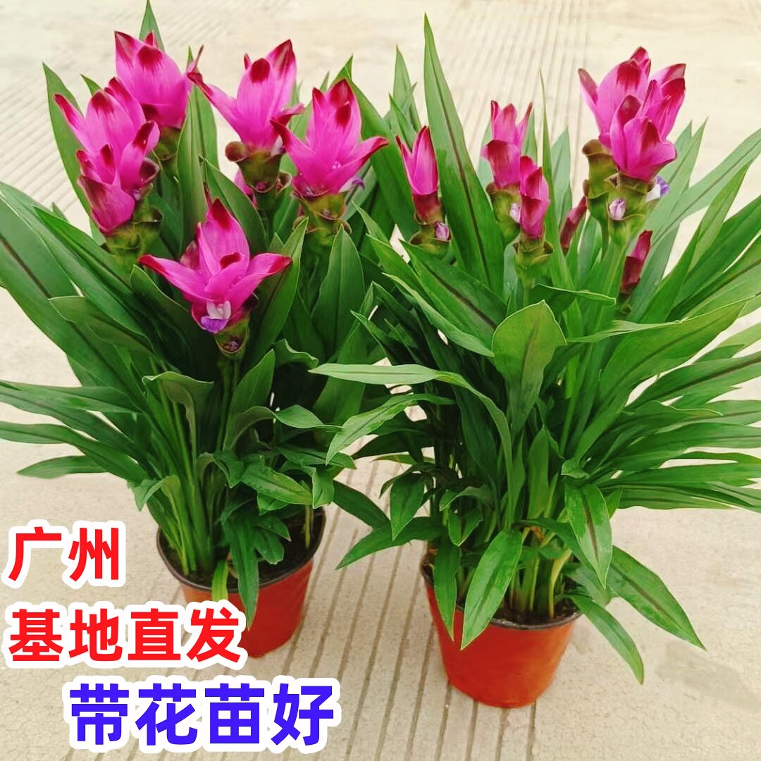 姜荷花盆栽带花苞室内阳台易养花卉庭院绿植耐热植物四季开花不断