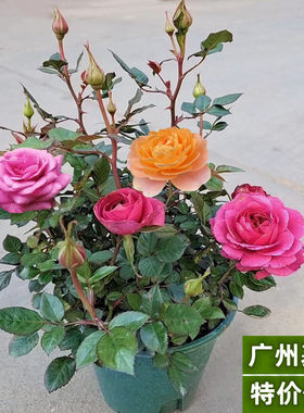 盆栽不断带香味庭院月季花卉玫瑰