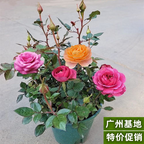 盆栽不断带香味庭院月季花卉玫瑰