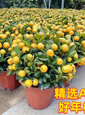 年桔盆栽四季桔年橘子年宵花卉