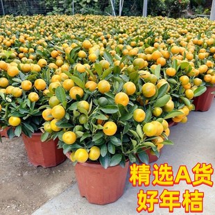 年桔盆栽四季桔年橘子年宵花卉带果发货金桔树苗客厅喜庆植物绿植