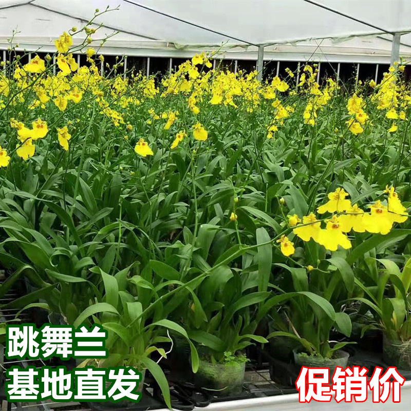 跳舞兰盆栽文心兰带花苞四季兰花洋兰室内绿植办公室高档花卉植物