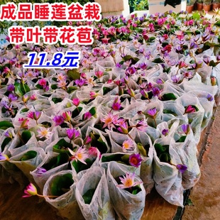 香水睡莲盆栽碗莲带花苞水生水养不断荷花庭院水池水培绿植物莲花