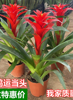 鸿运当头盆栽带花苞年宵花卉室内客厅植物办公室绿植开业喜庆花卉