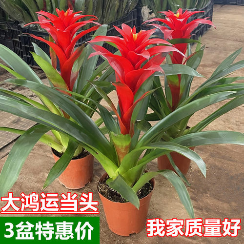 鸿运当头盆栽带花苞年宵花绿植物