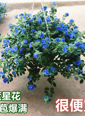 蓝星花盆栽垂吊开花植物蓝色花卉花园常开花阳台庭院带花苞植物