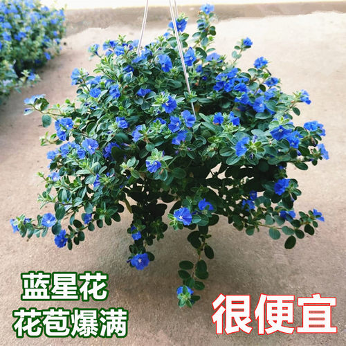 蓝星花盆栽垂吊开花植物带花苞