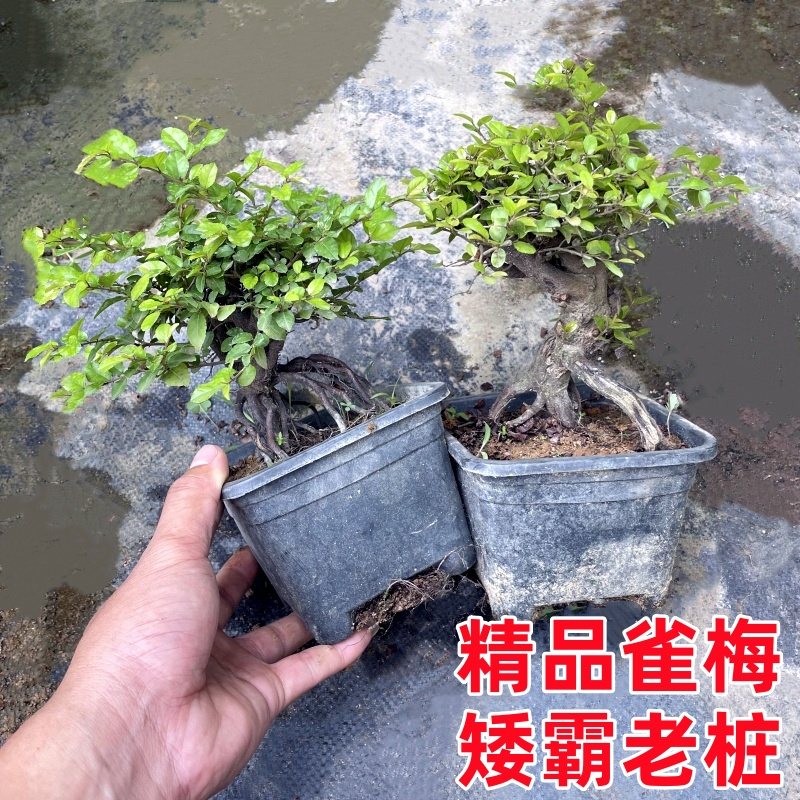 老桩雀梅盆栽提根造型矮霸雀梅