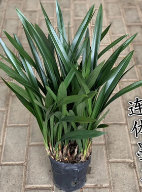 兰花苗墨兰春兰蕙兰建兰四季兰寒兰除甲醇办公室阳台客厅绿植盆栽