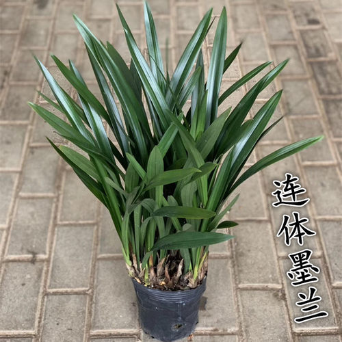 墨兰办公室阳台客厅兰花苗年宵花