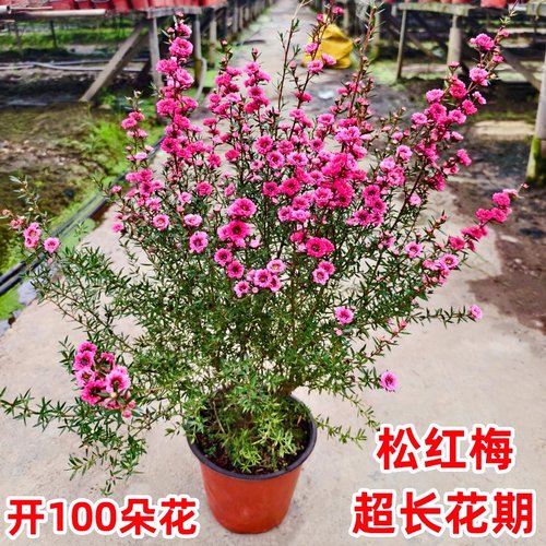 松红梅盆栽带花苞园耐寒花卉植物