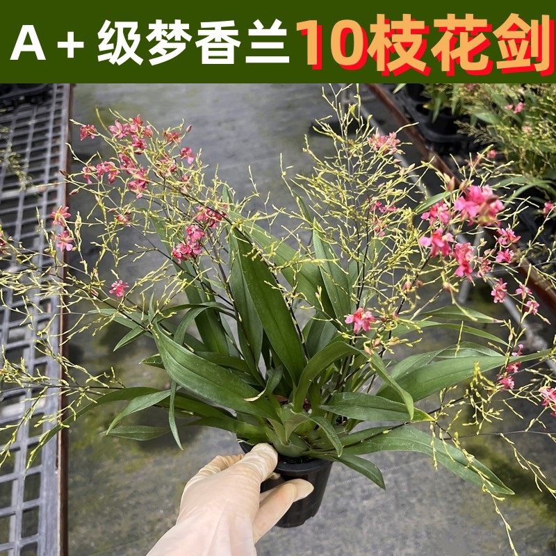 梦香兰盆栽带花苞光宗罗曼香浓香型兰花卉文心兰跳舞兰办公室绿植,鲜花速递/花卉仿真/绿植园艺,国兰/杂交兰/洋兰类,淘宝优惠券,粉丝福利购,淘宝优惠卷