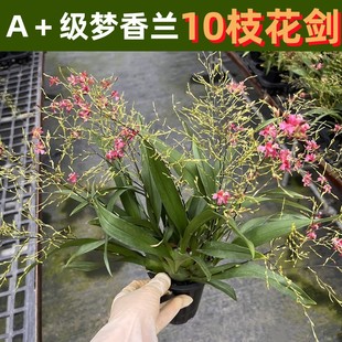 梦香兰盆栽带花苞光宗罗曼香浓香型兰花卉文心兰跳舞兰办公室绿植