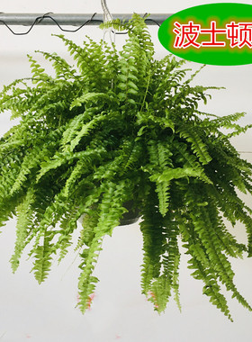 波士顿蕨盆栽蕨类垂吊兰植物室内净化空气耐阴易养观叶绿植物