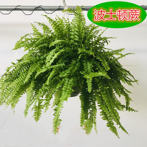 波士顿蕨盆栽蕨类植物耐阴易养