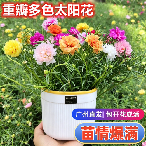 重瓣太阳花苗盆栽带花苞易养花卉