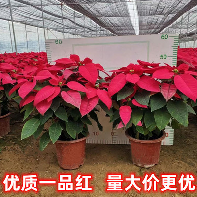一品红盆栽圣诞花卉喜庆年宵花卉