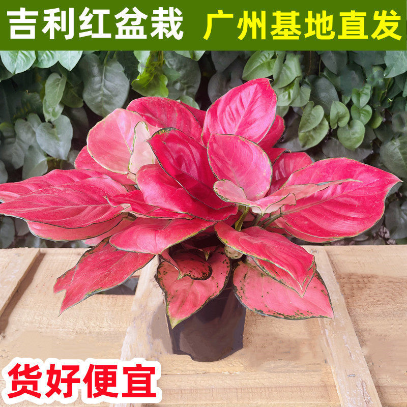 吉利红盆栽水培植物客厅室内办公室桌面绿植花卉净化空气防辐射