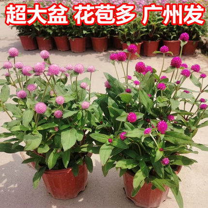 千日红盆栽日日红千日粉百日红带花苞庭院花卉绿植物庭院阳台开花