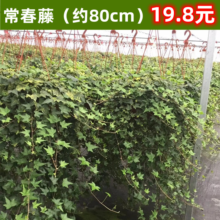 常春藤绿萝超长藤大型吊兰盆栽室内办公室客厅新房吸甲醛净化空气