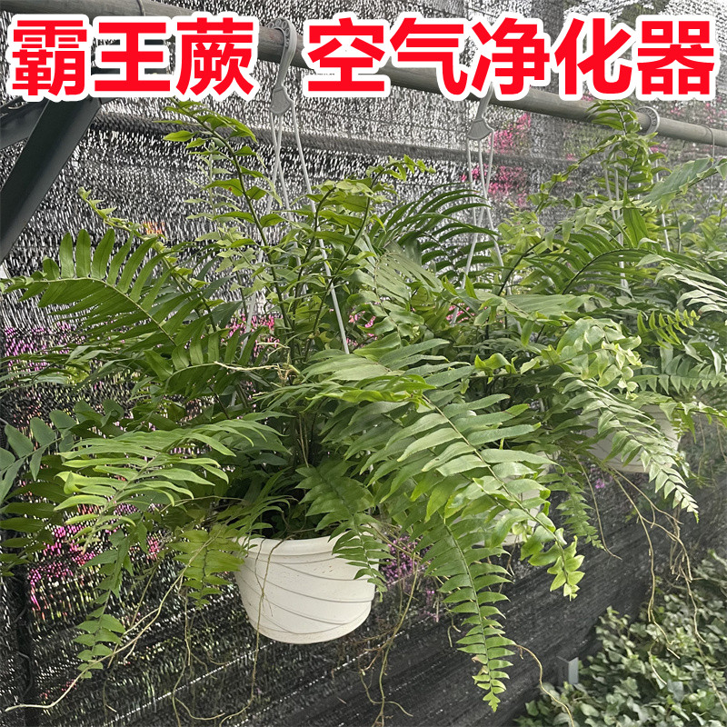 霸王蕨类室内垂吊绿植物波士顿蕨