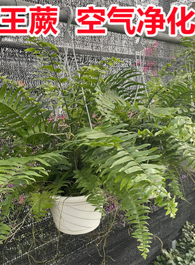 霸王蕨盆栽波斯顿蕨类植物波士顿蕨室内净化空气垂吊绿植物易养花