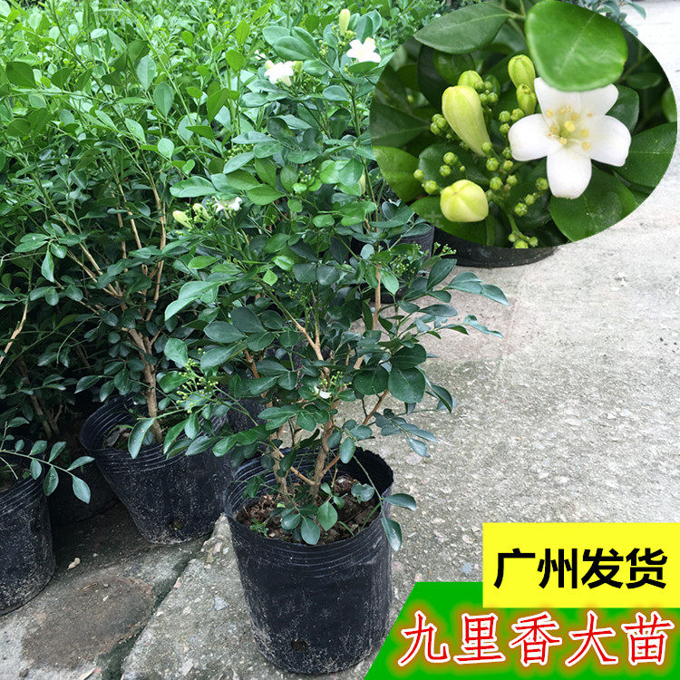 九里香盆栽大苗庭院浓香花卉名花树苗驱蚊植物盆景常开花香植物