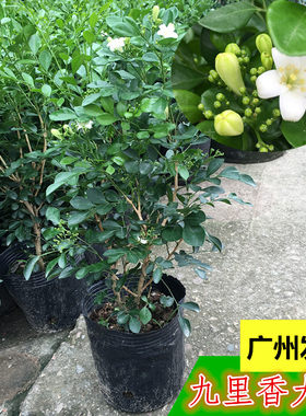 九里香庭院驱蚊常开花盆栽大苗