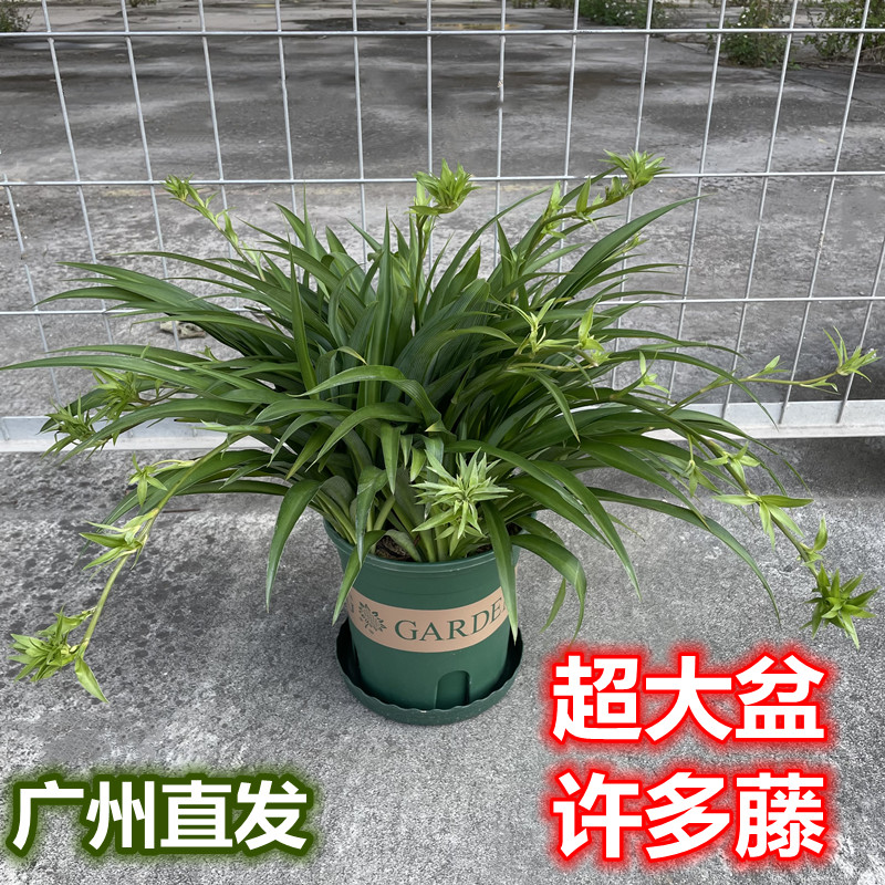 青叶吊兰盆栽带藤垂吊易养客厅室内绿植办公室植物净化空气