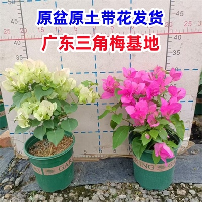 三角梅盆栽勒杜鹃带花苞绿樱花卉