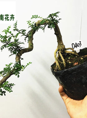 清香型盆景室内桌面福建茶