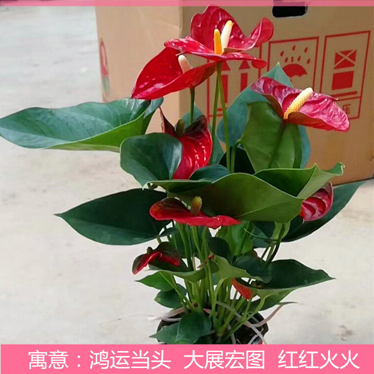 红掌鸿运当头盆栽防辐射绿植室内四季开花花卉办公室客厅观花植物在类目 鲜花速递/花卉仿真/绿植园艺, 花卉/绿植盆栽（新）, 绿植中 - 来自Buy2taobao.com提供专业的淘宝代购服务