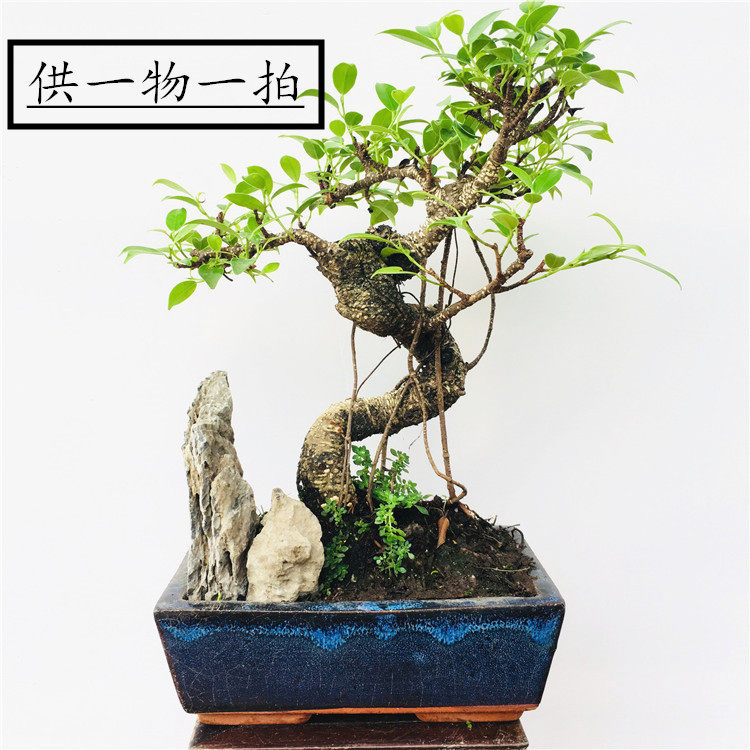 台湾虎皮榕 盆景气根斑点榕树头造水景石景绿植造型古朴树桩盆景