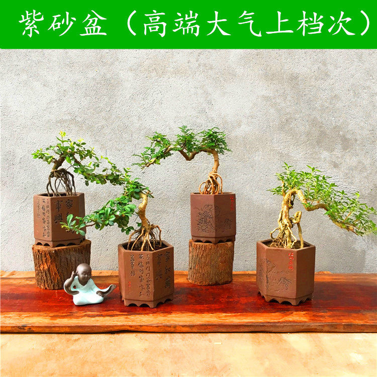 福建茶盆景榆树九里香六月雪清香木雀梅熟桩老桩提根悬崖开花盆景