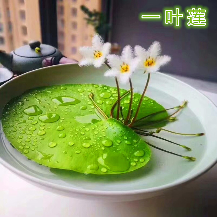 一叶莲 碗莲水生花卉水培植物室内阳台四季开花盆栽鱼缸浮生莲花 鲜花速递/花卉仿真/绿植园艺 绿植 原图主图