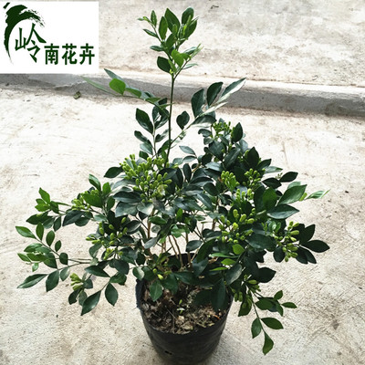 九里香盆栽大苗庭院浓香花卉名花树苗驱蚊植物盆景四季开花香植物