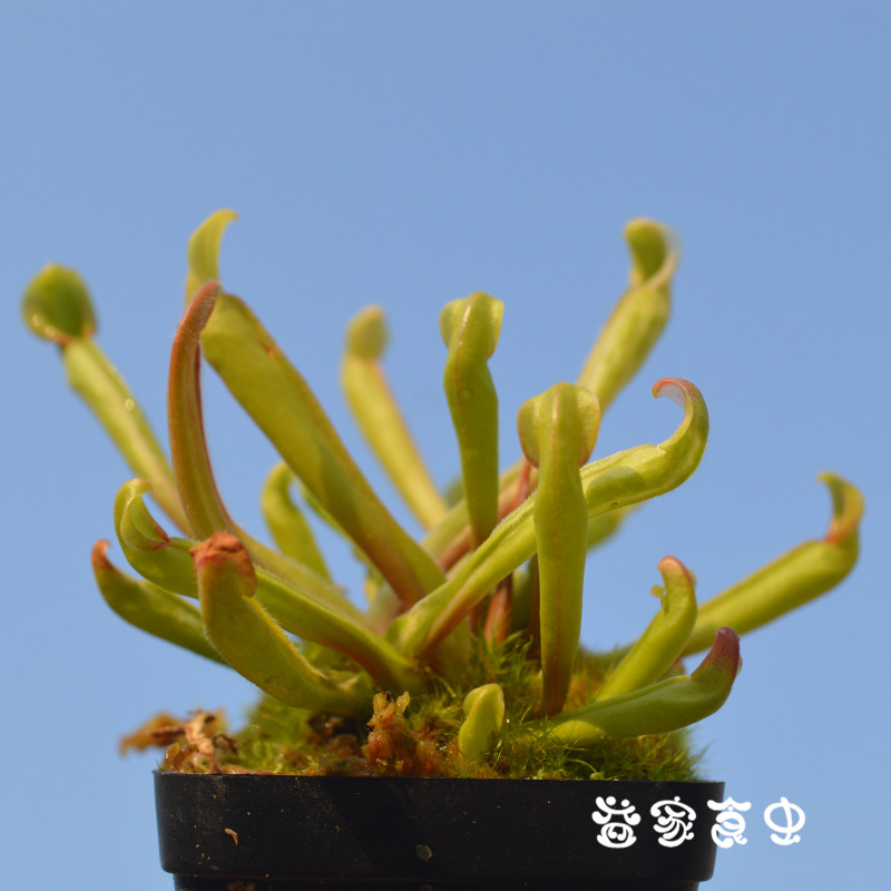 食虫植物-垂花太阳瓶子草 捕虫草 食虫草趣味绿植盆栽 包邮