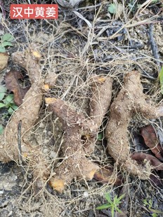 汉中农家种植新鲜现挖三斤黄姜火头根盾叶薯蓣药食同源中药材食材