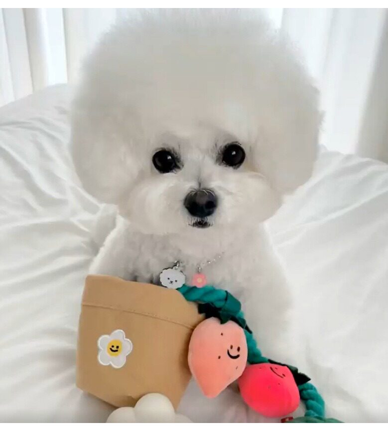 Ins宠物草莓盆栽小型犬耐撕咬漏食闻嗅磨牙洁齿比熊小狗发声玩具